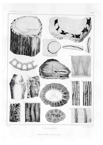 Reproducción/Reproduction 7176593179: Traité de paléontologie végétale, ou, La flore du monde primitif dans ses rapports avec les formations géologiques et la flore du monde actuel /. Paris :J.B. Baillière et fils,1869-1874.