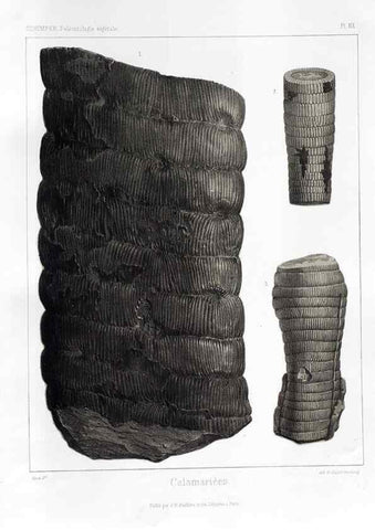 Reproducción/Reproduction 7176589571: Traité de paléontologie végétale, ou, La flore du monde primitif dans ses rapports avec les formations géologiques et la flore du monde actuel /. Paris :J.B. Baillière et fils,1869-1874.