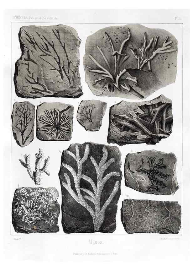 Reproducción/Reproduction 7176563725: Traité de paléontologie végétale, ou, La flore du monde primitif dans ses rapports avec les formations géologiques et la flore du monde actuel /. Paris :J.B. Baillière et fils,1869-1874.