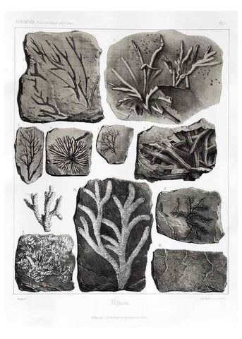 Reproducción/Reproduction 7176563725: Traité de paléontologie végétale, ou, La flore du monde primitif dans ses rapports avec les formations géologiques et la flore du monde actuel /. Paris :J.B. Baillière et fils,1869-1874.