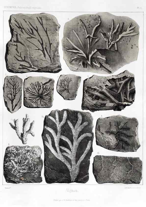 Reproducción/Reproduction 7176563725: Traité de paléontologie végétale, ou, La flore du monde primitif dans ses rapports avec les formations géologiques et la flore du monde actuel /. Paris :J.B. Baillière et fils,1869-1874.