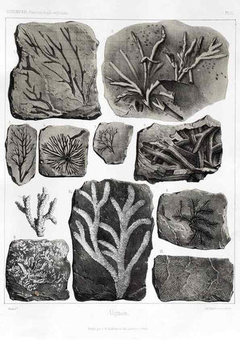 Reproducción/Reproduction 7176563725: Traité de paléontologie végétale, ou, La flore du monde primitif dans ses rapports avec les formations géologiques et la flore du monde actuel /. Paris :J.B. Baillière et fils,1869-1874.