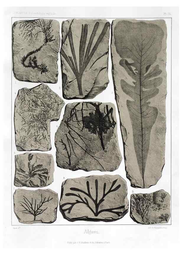 Reproducción/Reproduction 7176565841: Traité de paléontologie végétale, ou, La flore du monde primitif dans ses rapports avec les formations géologiques et la flore du monde actuel /. Paris :J.B. Baillière et fils,1869-1874.