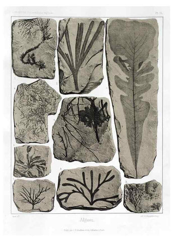 Reproducción/Reproduction 7176565841: Traité de paléontologie végétale, ou, La flore du monde primitif dans ses rapports avec les formations géologiques et la flore du monde actuel /. Paris :J.B. Baillière et fils,1869-1874.