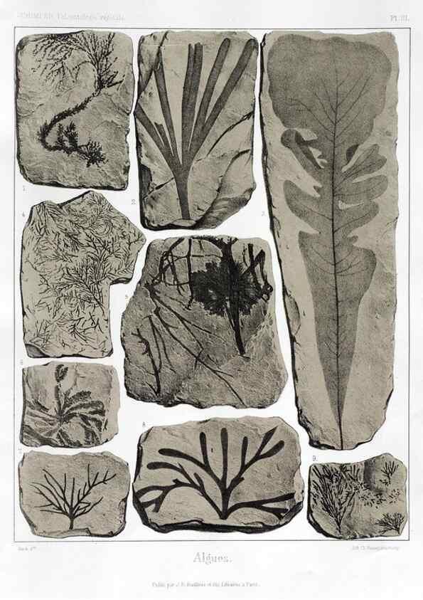 Reproducción/Reproduction 7176565841: Traité de paléontologie végétale, ou, La flore du monde primitif dans ses rapports avec les formations géologiques et la flore du monde actuel /. Paris :J.B. Baillière et fils,1869-1874.