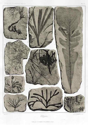 Reproducción/Reproduction 7176565841: Traité de paléontologie végétale, ou, La flore du monde primitif dans ses rapports avec les formations géologiques et la flore du monde actuel /. Paris :J.B. Baillière et fils,1869-1874.