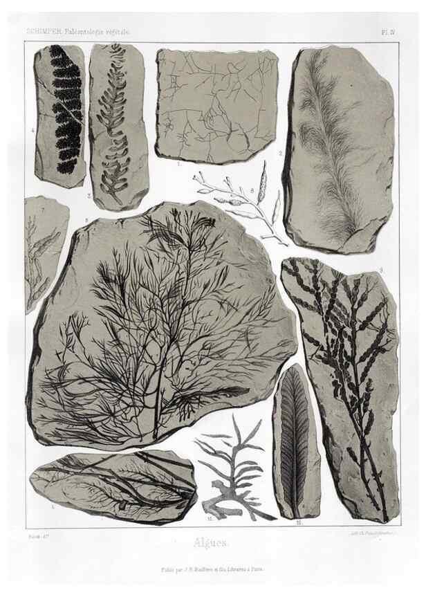 Reproducción/Reproduction 7176567175: Traité de paléontologie végétale, ou, La flore du monde primitif dans ses rapports avec les formations géologiques et la flore du monde actuel /. Paris :J.B. Baillière et fils,1869-1874.
