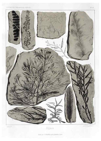 Reproducción/Reproduction 7176567175: Traité de paléontologie végétale, ou, La flore du monde primitif dans ses rapports avec les formations géologiques et la flore du monde actuel /. Paris :J.B. Baillière et fils,1869-1874.