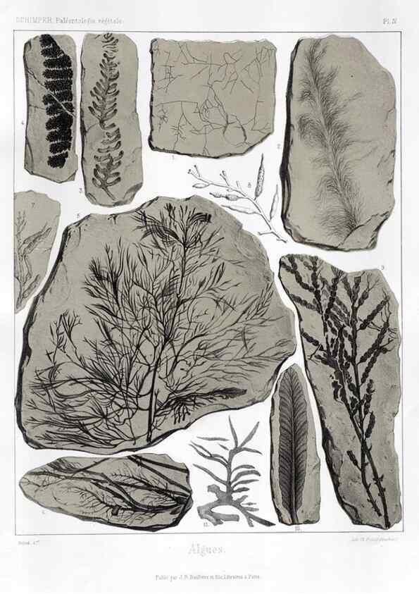 Reproducción/Reproduction 7176567175: Traité de paléontologie végétale, ou, La flore du monde primitif dans ses rapports avec les formations géologiques et la flore du monde actuel /. Paris :J.B. Baillière et fils,1869-1874.