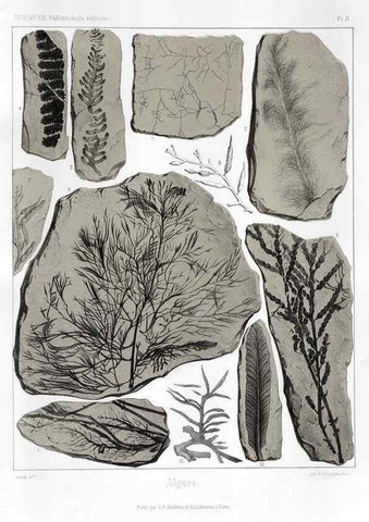 Reproducción/Reproduction 7176567175: Traité de paléontologie végétale, ou, La flore du monde primitif dans ses rapports avec les formations géologiques et la flore du monde actuel /. Paris :J.B. Baillière et fils,1869-1874.