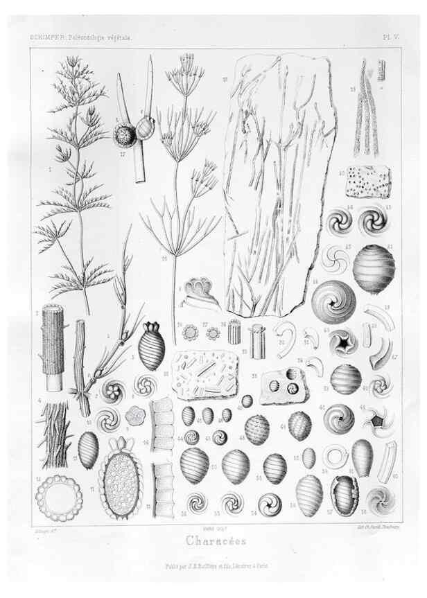 Reproducción/Reproduction 7361793448: Traité de paléontologie végétale, ou, La flore du monde primitif dans ses rapports avec les formations géologiques et la flore du monde actuel /. Paris :J.B. Baillière et fils,1869-1874.
