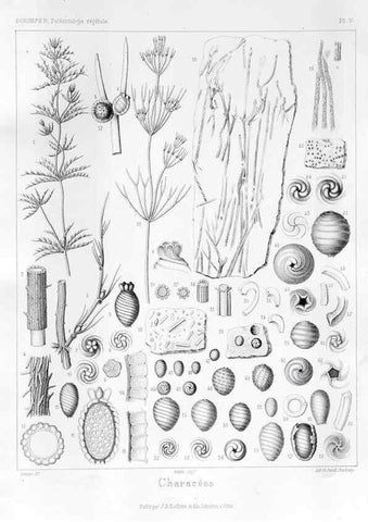 Reproducción/Reproduction 7361793448: Traité de paléontologie végétale, ou, La flore du monde primitif dans ses rapports avec les formations géologiques et la flore du monde actuel /. Paris :J.B. Baillière et fils,1869-1874.