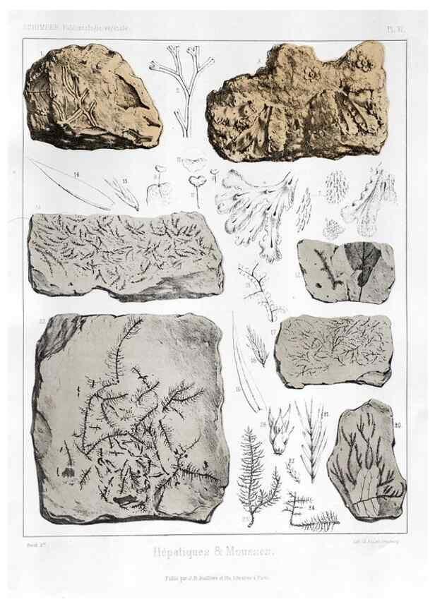 Reproducción/Reproduction 7361794760: Traité de paléontologie végétale, ou, La flore du monde primitif dans ses rapports avec les formations géologiques et la flore du monde actuel /. Paris :J.B. Baillière et fils,1869-1874.
