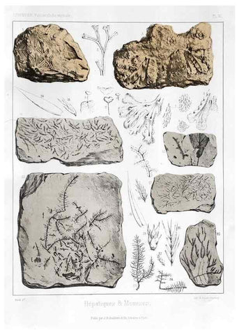 Reproducción/Reproduction 7361794760: Traité de paléontologie végétale, ou, La flore du monde primitif dans ses rapports avec les formations géologiques et la flore du monde actuel /. Paris :J.B. Baillière et fils,1869-1874.