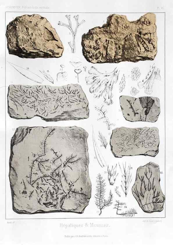 Reproducción/Reproduction 7361794760: Traité de paléontologie végétale, ou, La flore du monde primitif dans ses rapports avec les formations géologiques et la flore du monde actuel /. Paris :J.B. Baillière et fils,1869-1874.