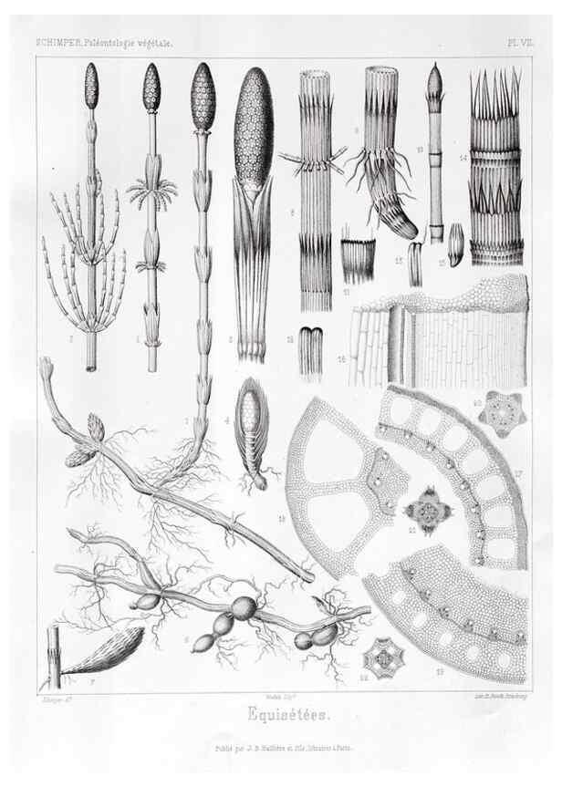 Reproducción/Reproduction 7361796882: Traité de paléontologie végétale, ou, La flore du monde primitif dans ses rapports avec les formations géologiques et la flore du monde actuel /. Paris :J.B. Baillière et fils,1869-1874.