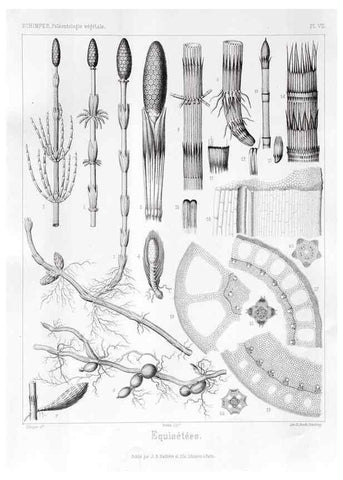 Reproducción/Reproduction 7361796882: Traité de paléontologie végétale, ou, La flore du monde primitif dans ses rapports avec les formations géologiques et la flore du monde actuel /. Paris :J.B. Baillière et fils,1869-1874.