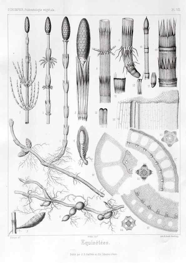Reproducción/Reproduction 7361796882: Traité de paléontologie végétale, ou, La flore du monde primitif dans ses rapports avec les formations géologiques et la flore du monde actuel /. Paris :J.B. Baillière et fils,1869-1874.