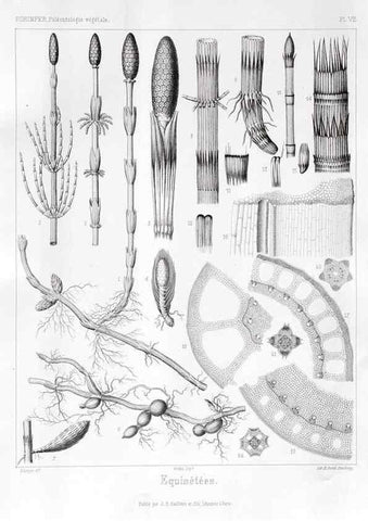 Reproducción/Reproduction 7361796882: Traité de paléontologie végétale, ou, La flore du monde primitif dans ses rapports avec les formations géologiques et la flore du monde actuel /. Paris :J.B. Baillière et fils,1869-1874.