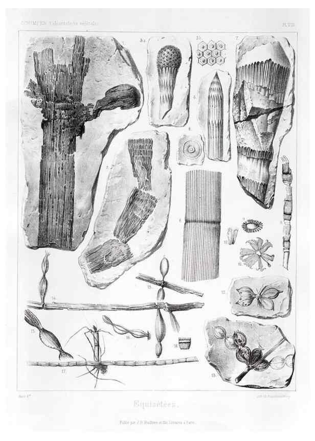 Reproducción/Reproduction 7176573081: Traité de paléontologie végétale, ou, La flore du monde primitif dans ses rapports avec les formations géologiques et la flore du monde actuel /. Paris :J.B. Baillière et fils,1869-1874.