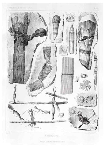 Reproducción/Reproduction 7176573081: Traité de paléontologie végétale, ou, La flore du monde primitif dans ses rapports avec les formations géologiques et la flore du monde actuel /. Paris :J.B. Baillière et fils,1869-1874.