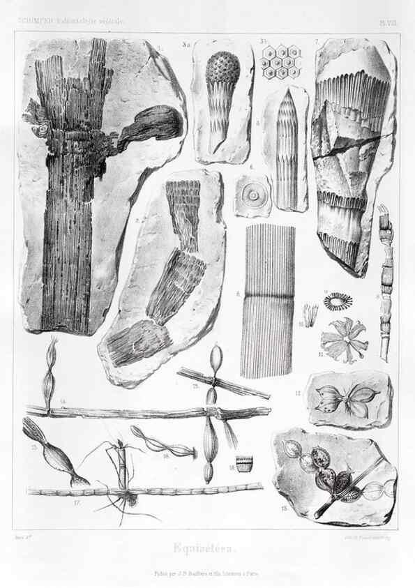 Reproducción/Reproduction 7176573081: Traité de paléontologie végétale, ou, La flore du monde primitif dans ses rapports avec les formations géologiques et la flore du monde actuel /. Paris :J.B. Baillière et fils,1869-1874.