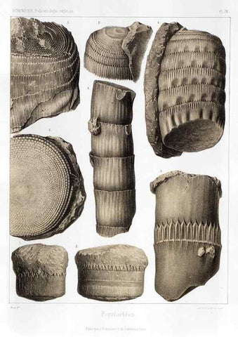 Reproducción/Reproduction 7361799584: Traité de paléontologie végétale, ou, La flore du monde primitif dans ses rapports avec les formations géologiques et la flore du monde actuel /. Paris :J.B. Baillière et fils,1869-1874.