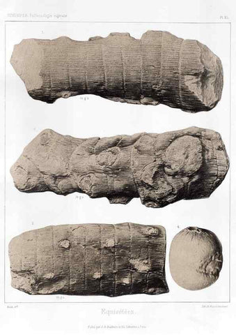 Reproducción/Reproduction 7176577909: Traité de paléontologie végétale, ou, La flore du monde primitif dans ses rapports avec les formations géologiques et la flore du monde actuel /. Paris :J.B. Baillière et fils,1869-1874.