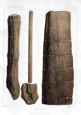 Reproducción/Reproduction 7176579845: Traité de paléontologie végétale, ou, La flore du monde primitif dans ses rapports avec les formations géologiques et la flore du monde actuel /. Paris :J.B. Baillière et fils,1869-1874.