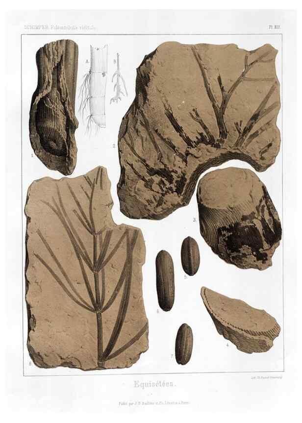 Reproducción/Reproduction 7176580849: Traité de paléontologie végétale, ou, La flore du monde primitif dans ses rapports avec les formations géologiques et la flore du monde actuel /. Paris :J.B. Baillière et fils,1869-1874.