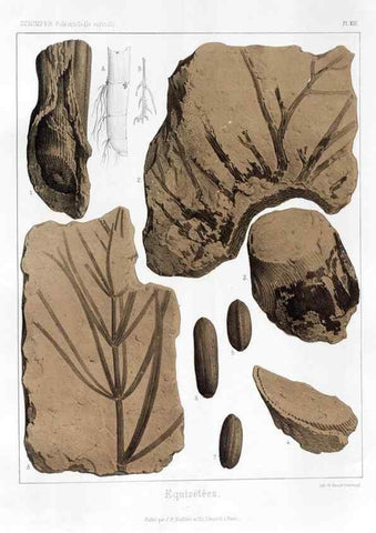 Reproducción/Reproduction 7176580849: Traité de paléontologie végétale, ou, La flore du monde primitif dans ses rapports avec les formations géologiques et la flore du monde actuel /. Paris :J.B. Baillière et fils,1869-1874.