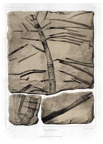Reproducción/Reproduction 7176583975: Traité de paléontologie végétale, ou, La flore du monde primitif dans ses rapports avec les formations géologiques et la flore du monde actuel /. Paris :J.B. Baillière et fils,1869-1874.