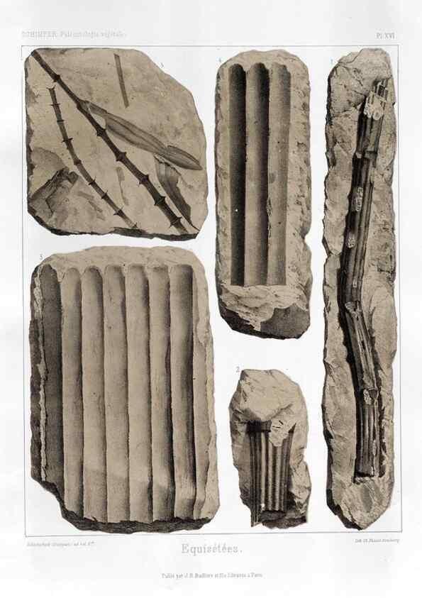 Reproducción/Reproduction 7176585295: Traité de paléontologie végétale, ou, La flore du monde primitif dans ses rapports avec les formations géologiques et la flore du monde actuel /. Paris :J.B. Baillière et fils,1869-1874.