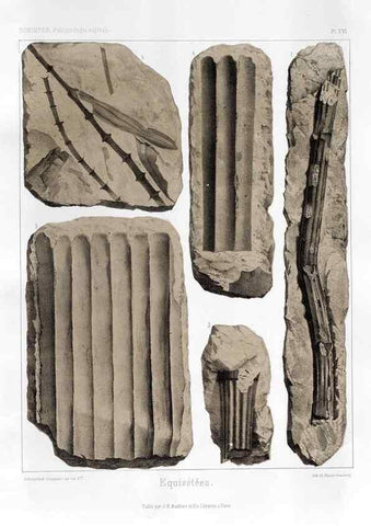 Reproducción/Reproduction 7176585295: Traité de paléontologie végétale, ou, La flore du monde primitif dans ses rapports avec les formations géologiques et la flore du monde actuel /. Paris :J.B. Baillière et fils,1869-1874.
