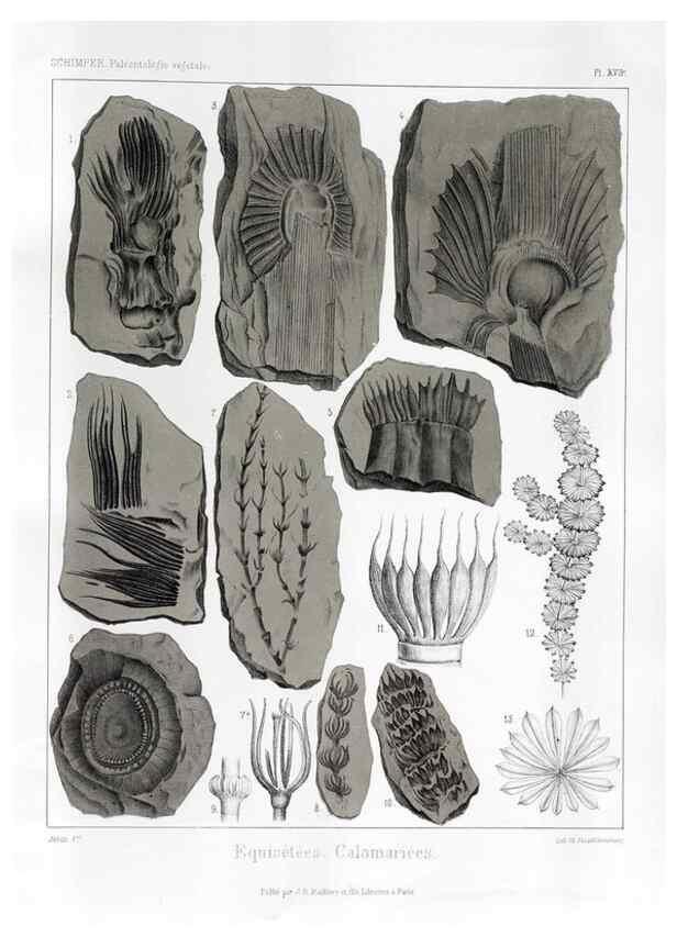 Reproducción/Reproduction 7176586531: Traité de paléontologie végétale, ou, La flore du monde primitif dans ses rapports avec les formations géologiques et la flore du monde actuel /. Paris :J.B. Baillière et fils,1869-1874.