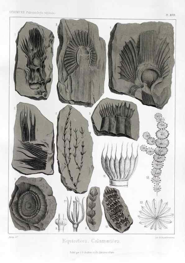 Reproducción/Reproduction 7176586531: Traité de paléontologie végétale, ou, La flore du monde primitif dans ses rapports avec les formations géologiques et la flore du monde actuel /. Paris :J.B. Baillière et fils,1869-1874.