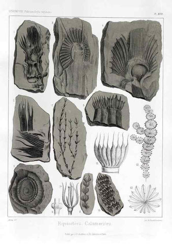 Reproducción/Reproduction 7176586531: Traité de paléontologie végétale, ou, La flore du monde primitif dans ses rapports avec les formations géologiques et la flore du monde actuel /. Paris :J.B. Baillière et fils,1869-1874.