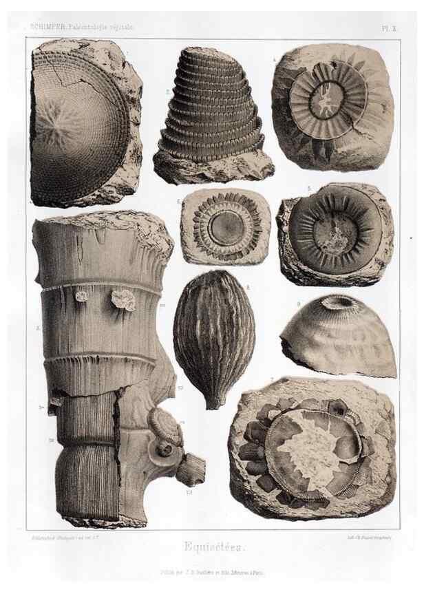 Reproducción/Reproduction 7361800978: Traité de paléontologie végétale, ou, La flore du monde primitif dans ses rapports avec les formations géologiques et la flore du monde actuel /. Paris :J.B. Baillière et fils,1869-1874.