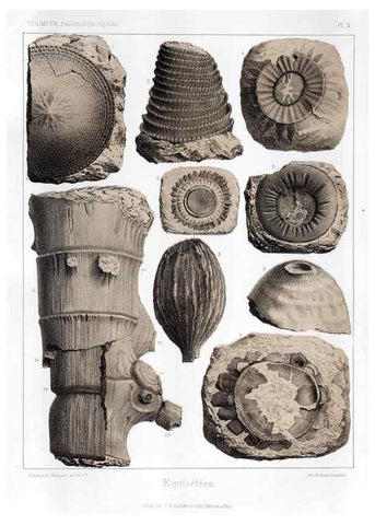 Reproducción/Reproduction 7361800978: Traité de paléontologie végétale, ou, La flore du monde primitif dans ses rapports avec les formations géologiques et la flore du monde actuel /. Paris :J.B. Baillière et fils,1869-1874.