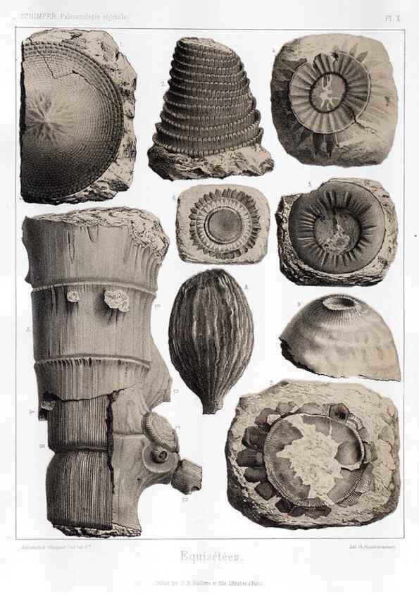 Reproducción/Reproduction 7361800978: Traité de paléontologie végétale, ou, La flore du monde primitif dans ses rapports avec les formations géologiques et la flore du monde actuel /. Paris :J.B. Baillière et fils,1869-1874.