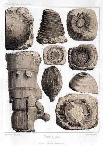 Reproducción/Reproduction 7361800978: Traité de paléontologie végétale, ou, La flore du monde primitif dans ses rapports avec les formations géologiques et la flore du monde actuel /. Paris :J.B. Baillière et fils,1869-1874.
