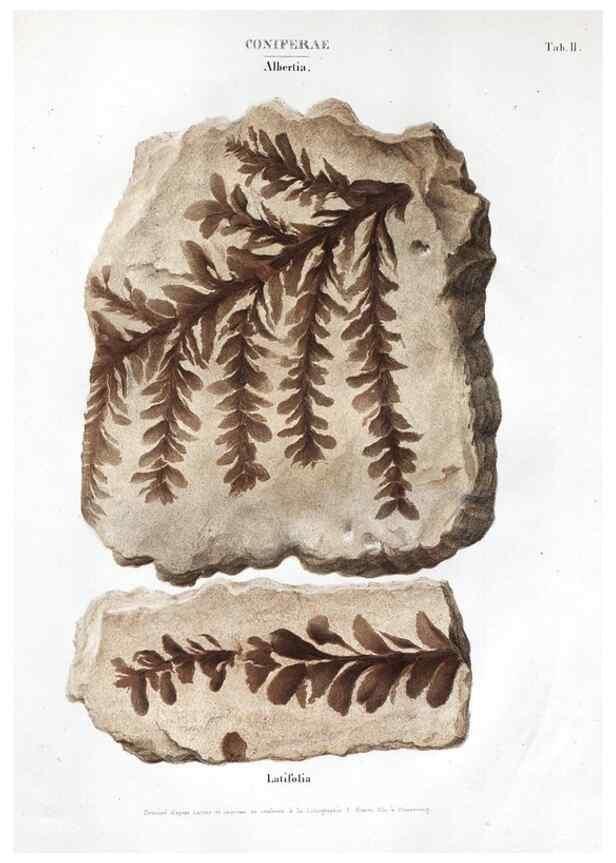 Reproducción/Reproduction 7176891111: Monographie des plantes fossiles du grès bigarré de la chaine des Vosges /. Leipzig :G. Engelmann,1844.