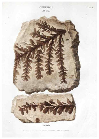 Reproducción/Reproduction 7176891111: Monographie des plantes fossiles du grès bigarré de la chaine des Vosges /. Leipzig :G. Engelmann,1844.