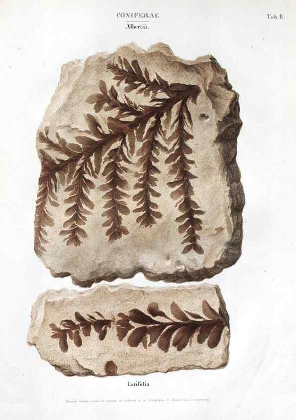 Reproducción/Reproduction 7176891111: Monographie des plantes fossiles du grès bigarré de la chaine des Vosges /. Leipzig :G. Engelmann,1844.