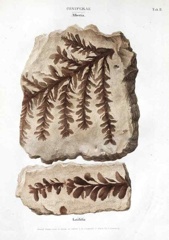 Reproducción/Reproduction 7176891111: Monographie des plantes fossiles du grès bigarré de la chaine des Vosges /. Leipzig :G. Engelmann,1844.