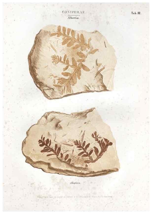 Reproducción/Reproduction 7362114482: Monographie des plantes fossiles du grès bigarré de la chaine des Vosges /. Leipzig :G. Engelmann,1844.