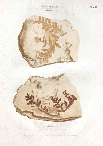 Reproducción/Reproduction 7362114482: Monographie des plantes fossiles du grès bigarré de la chaine des Vosges /. Leipzig :G. Engelmann,1844.