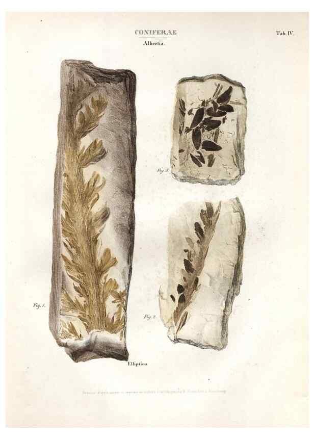 Reproducción/Reproduction 7362115344: Monographie des plantes fossiles du grès bigarré de la chaine des Vosges /. Leipzig :G. Engelmann,1844.
