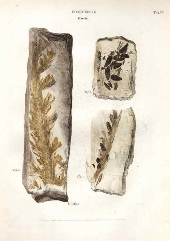 Reproducción/Reproduction 7362115344: Monographie des plantes fossiles du grès bigarré de la chaine des Vosges /. Leipzig :G. Engelmann,1844.