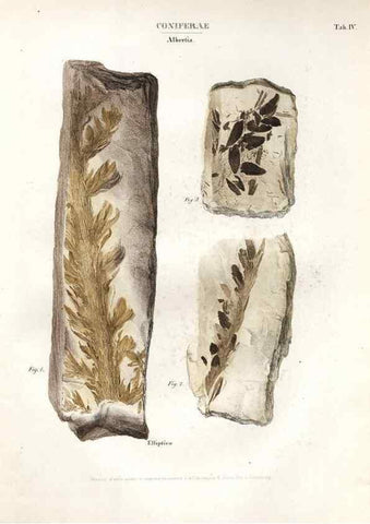 Reproducción/Reproduction 7362115344: Monographie des plantes fossiles du grès bigarré de la chaine des Vosges /. Leipzig :G. Engelmann,1844.